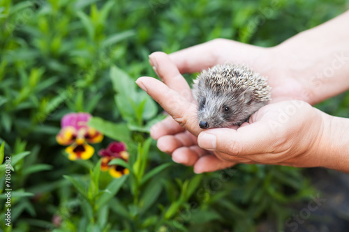 little hedgehog in human hands against the backdrop of greenery