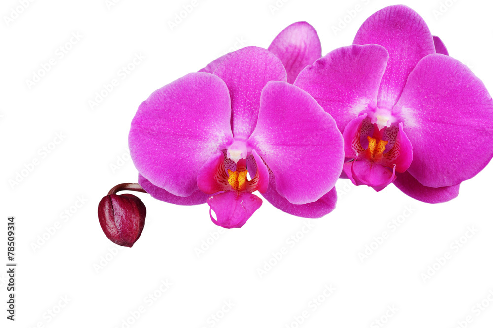 Orchid isolated on white background. Closeup