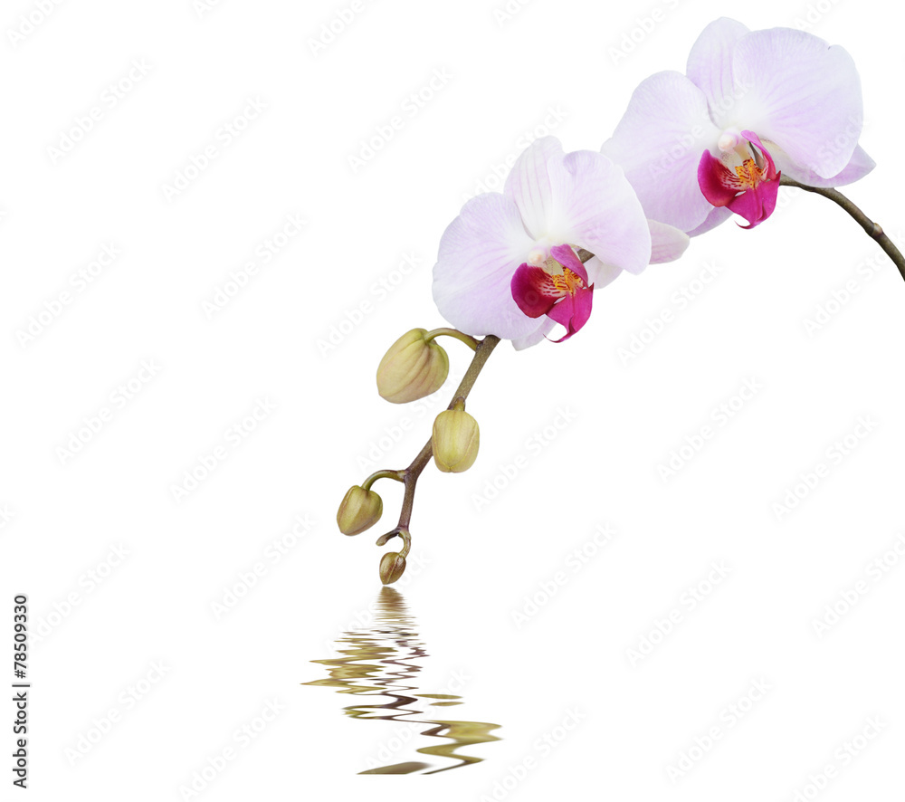 Orchid and reflection on white background