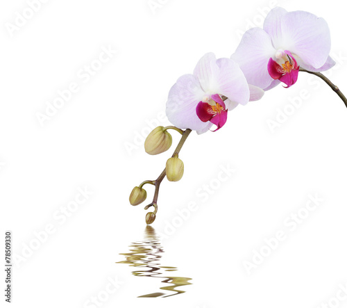 Obraz na płótnie Orchid and reflection on white background w salonie