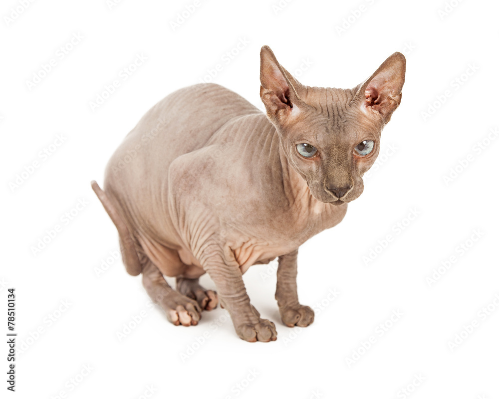Funny Looking Hairless Sphynx Cat