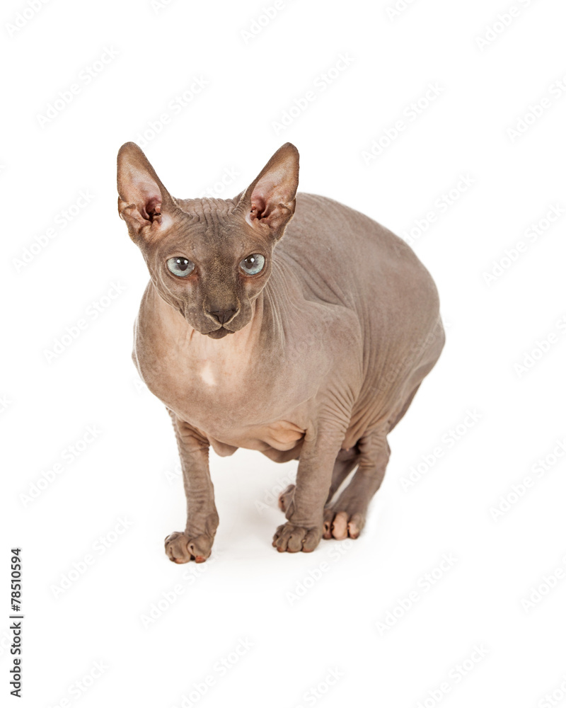 Nervous Hairless Sphynx Cat