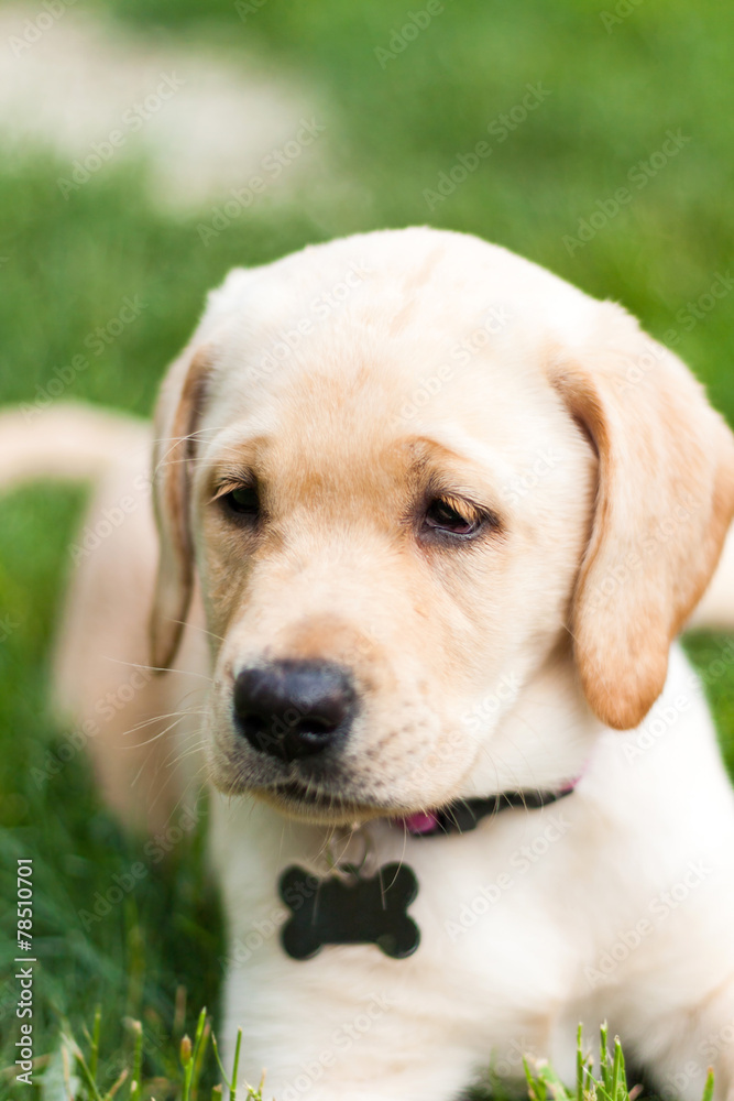 Adorable Yellow Lab Puppy