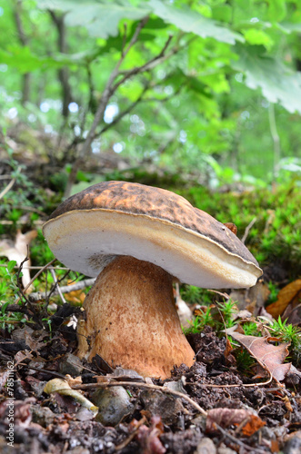 Boletus aereus mushroom (Porcini, Porcino, Cep, Steinpilz) 1