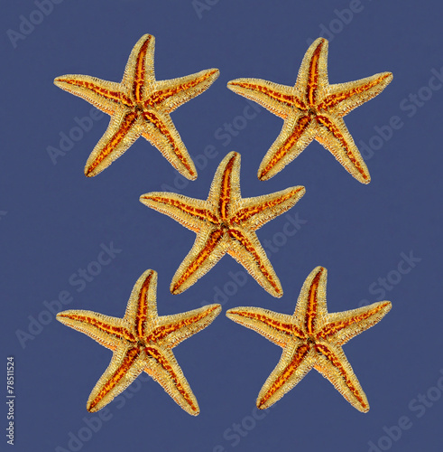 stelle marine su sfondo blu