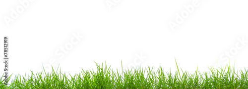 Fresh spring green grass panorama isolated on white background.