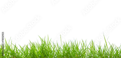 Fresh spring green grass panorama isolated on white background.