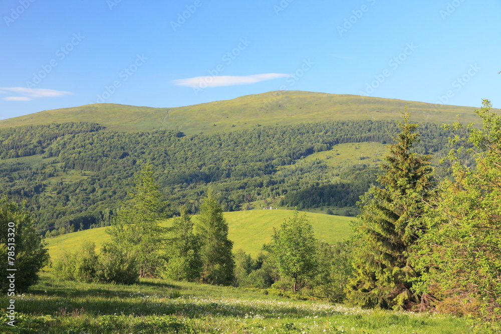 Nature. Forest mountain landscape in the summer