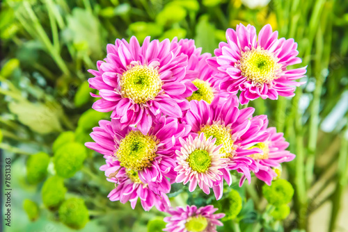 Beautiful flowers of chrysanthemums