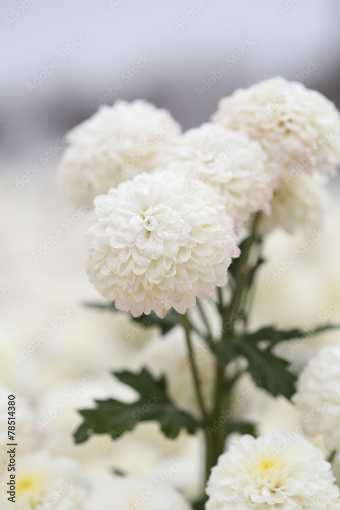 Chrysanthemum flower blooming in the garden