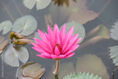 Close up pink water lily blossom