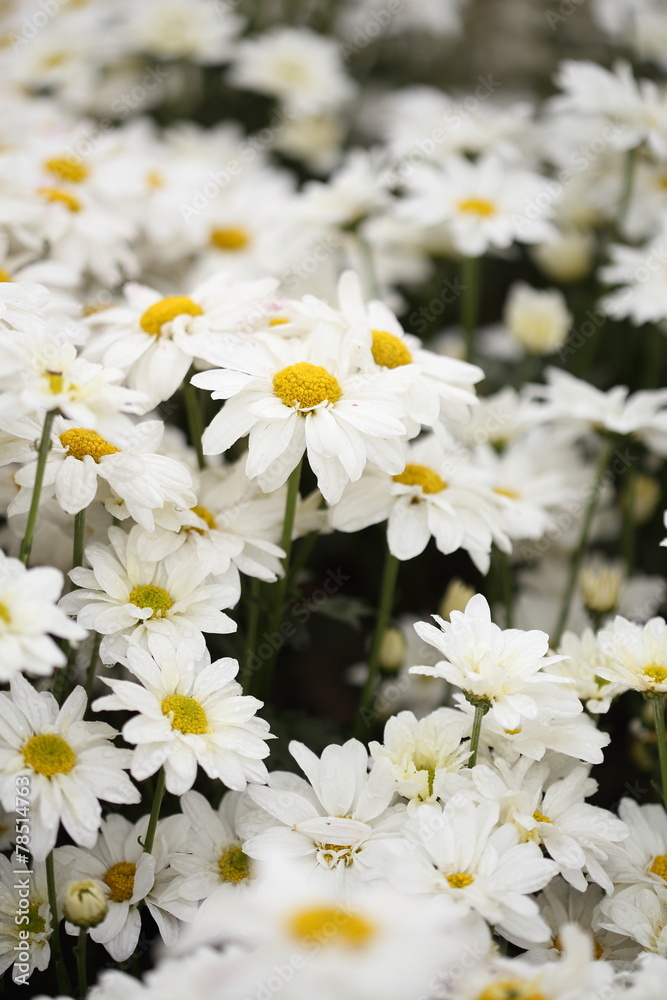 Obraz premium Chrysanthemum flower blooming in the garden