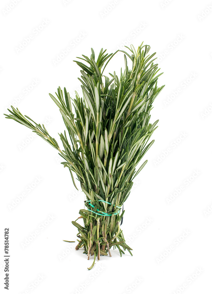 Fototapeta premium fresh rosemary