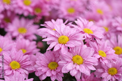 Chrysanthemum flower blooming in the garden