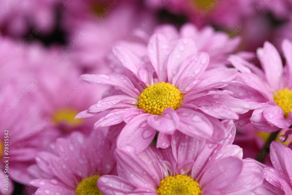 Chrysanthemum flower blooming in the garden Chrysanthemum flower blooming in the garden