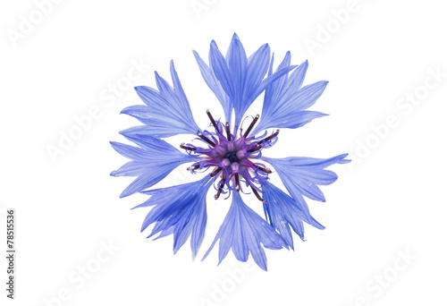 Fototapeta Naklejka Na Ścianę i Meble -  cornflowers flowers
