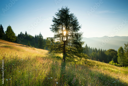Tree on hill during sunrise. Beautiful natural landscape