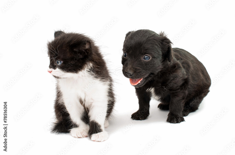 Obraz premium puppy with a kitten
