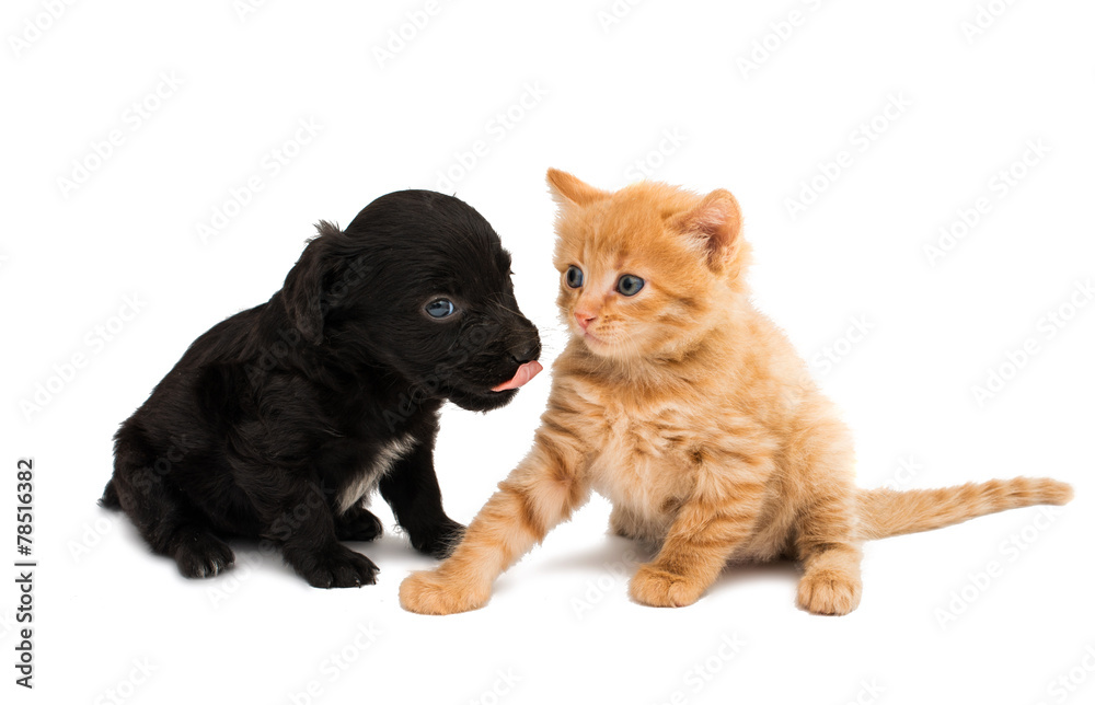puppy with a kitten