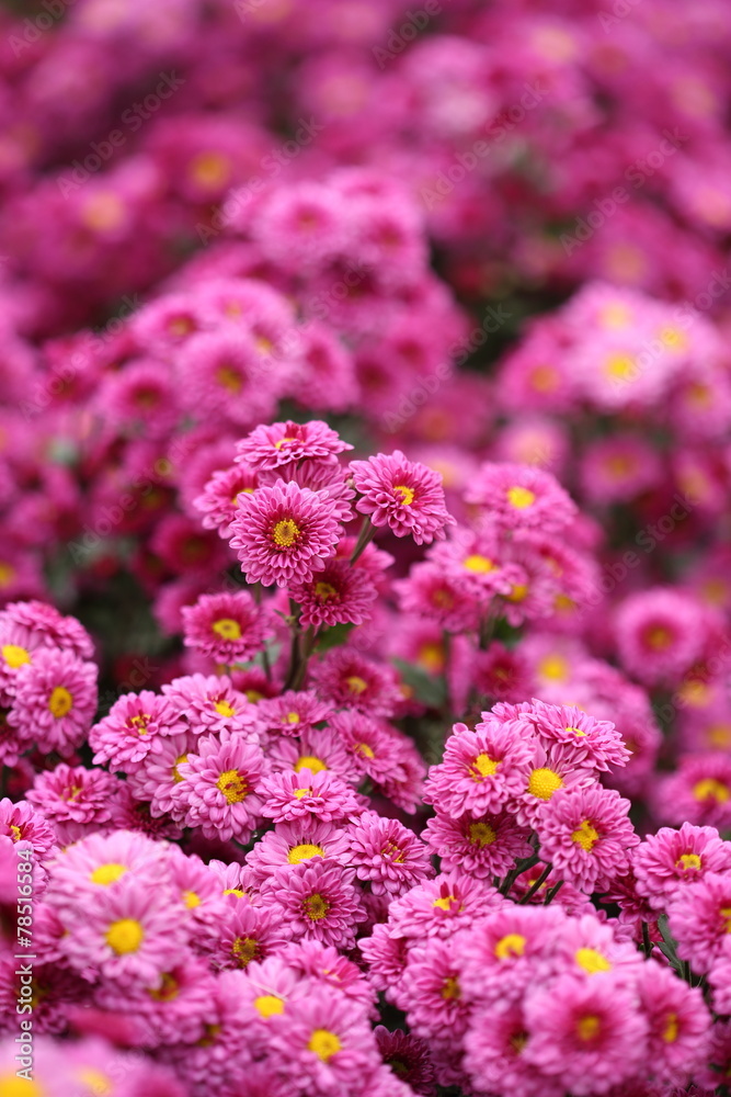 beautiful Chrysanthemum flower blooming beautiful Chrysanthemum flower blooming