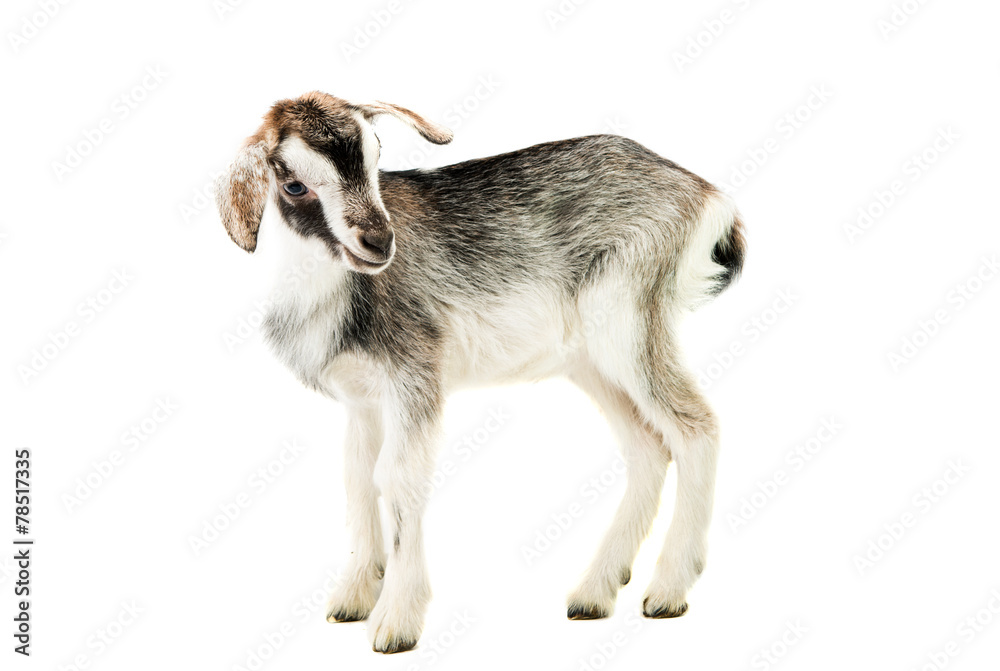 Fototapeta premium little goat isolated