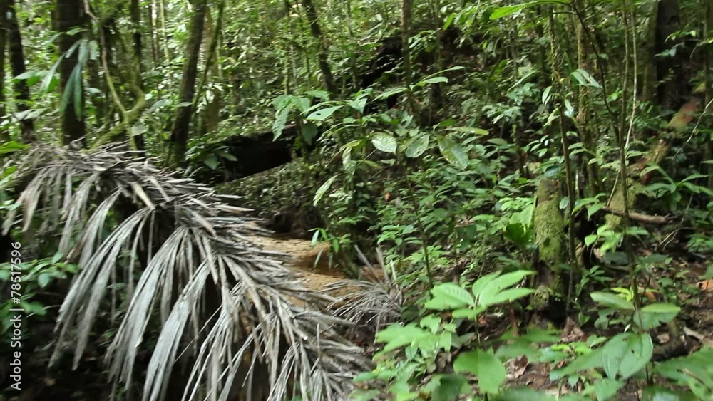 Walking along a rainforest stream in Ecuador Walking along a rainforest stream in Ecuador