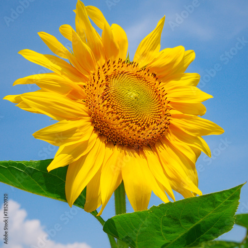 sunflower on a background of blue sky