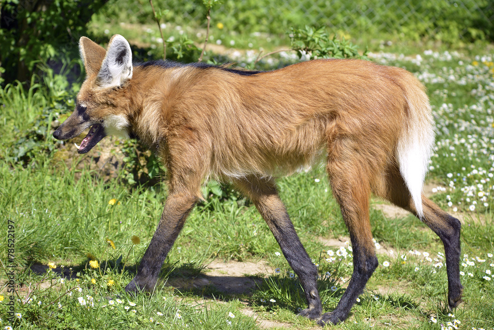 Fototapeta premium Maned Wolf walking on grass