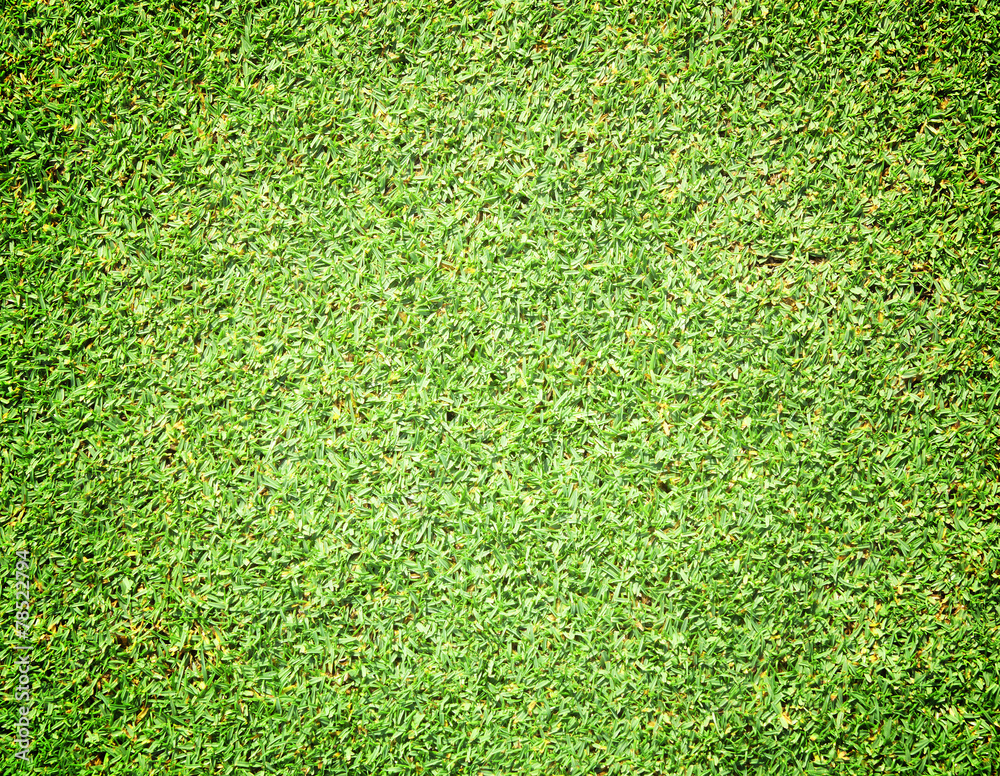 Obraz premium Grass background