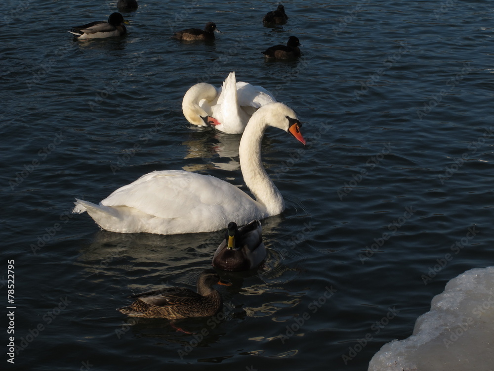 Naklejka premium Schwäne