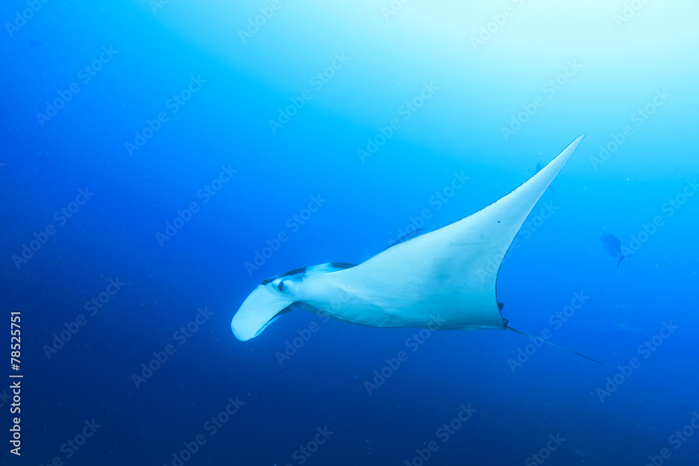 Manta Ray