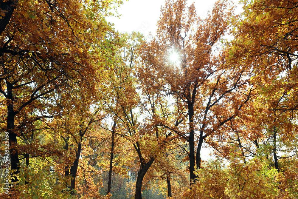 Obraz premium golden autumn