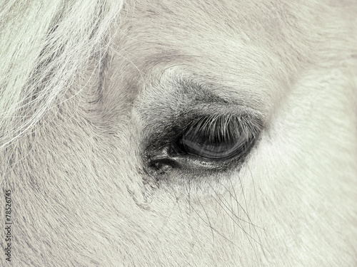 horse eye (192)