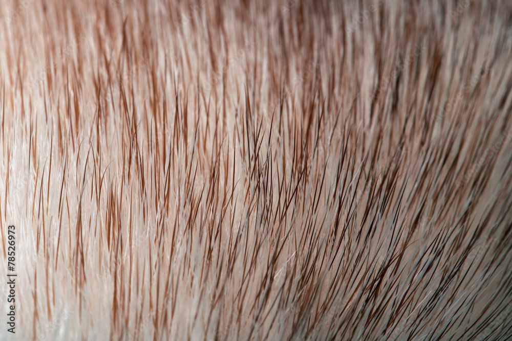 Fototapeta premium fur mink