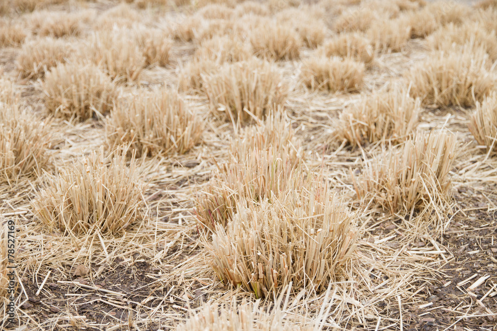 dry grass bundles as a background dry grass bundles as a background
