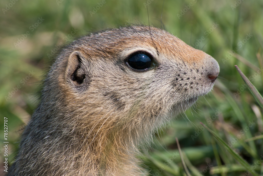 Fototapeta premium Gopher