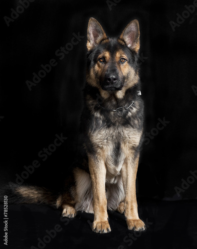 deutscher Schaeferhund © pfluegler photo