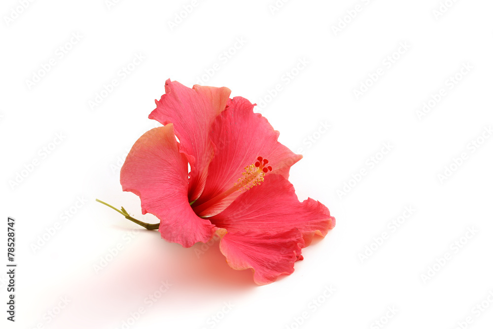 Fototapeta premium Fleur d'hibiscus