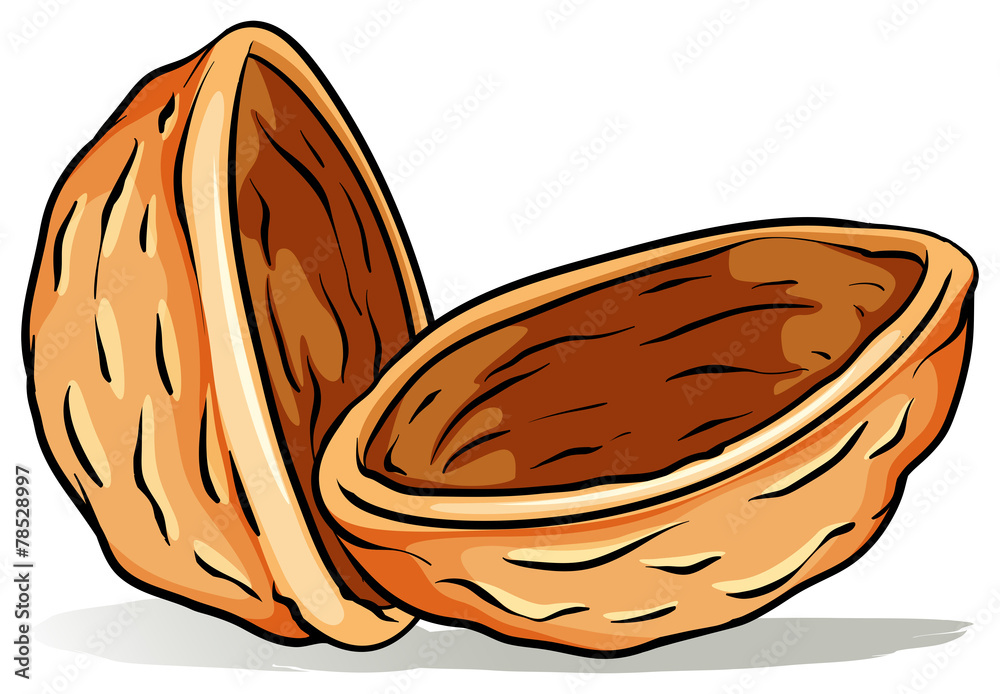 A nutshell Stock Vector Adobe Stock A nutshell Stock Vector Adobe Stock