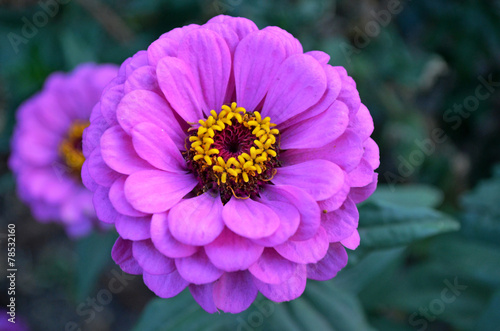 Zinia Closeup