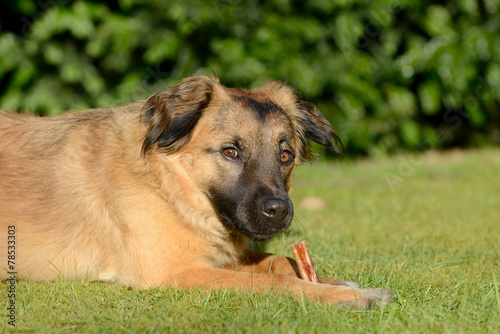 Hund mit Knochen