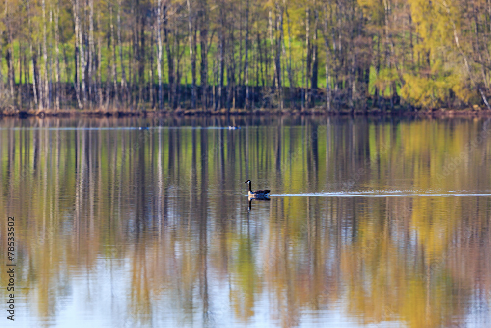 Canada goose swim in the lake