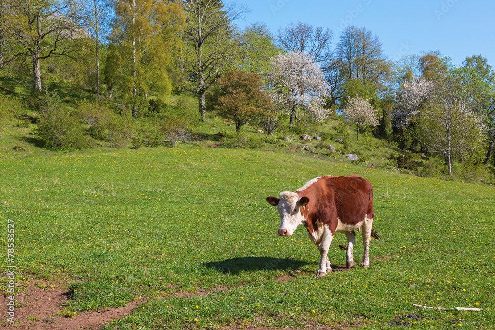 Cow walking in the field