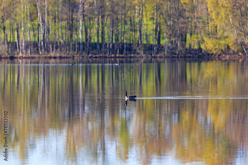 Canada goose swim in the lake © Lars Johansson