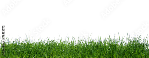 green grass