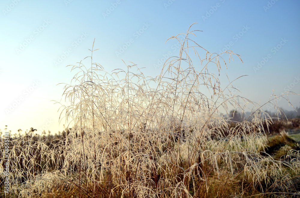 Obraz premium łąka