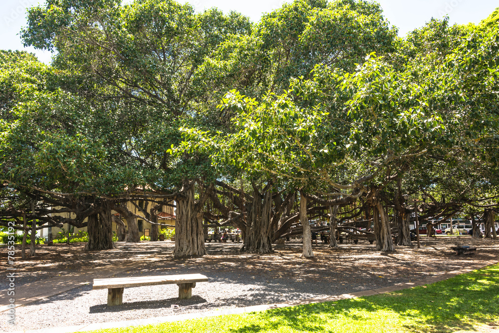 The Banyan Tree in Lahaina, Maui
