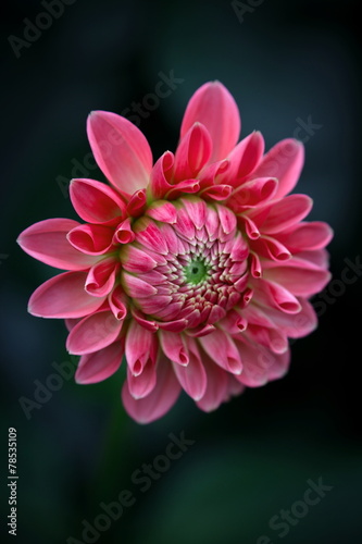 Dahlia Closeup