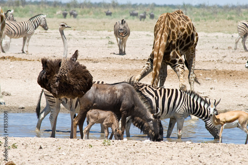 Fototapeta Naklejka Na Ścianę i Meble -  Blue Wildebeest, Ostrich, Zebras, Giraffe and Springbok.