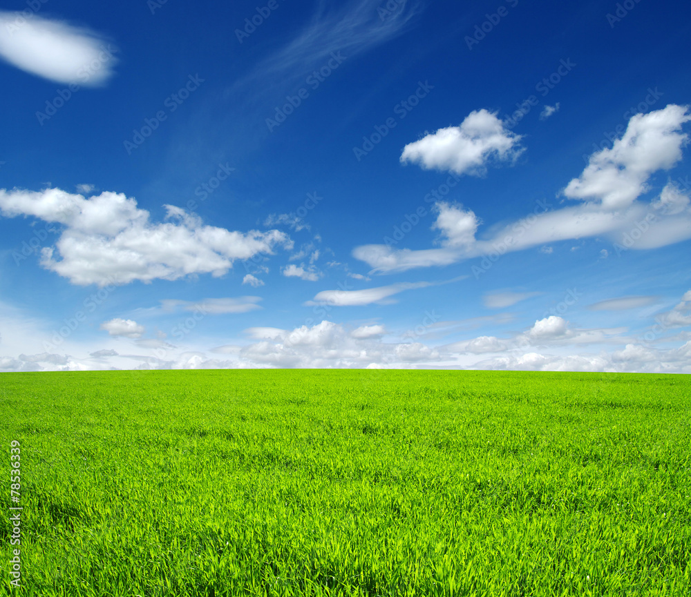 field field